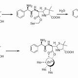 Hydrolysis Penicillin Amoxicillin Chloramphenicol Catalyzed Lactamase Mechanism Acetylation sketch template