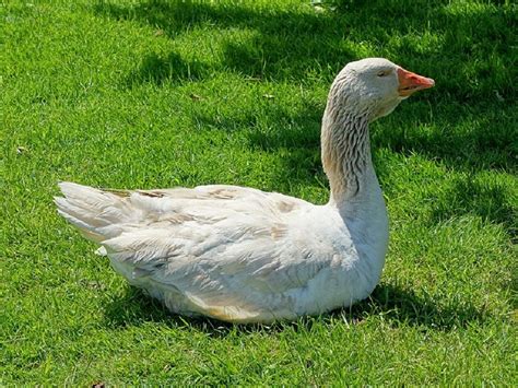 domestic goose domesticated  poultry  guard  farms