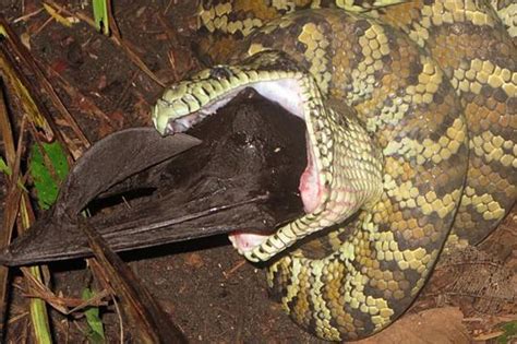 astonishing moment python swallows flying fox whole after six hour