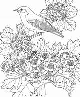 Stress Coloriages Bluebird Oiseau Branche State Eastern Flowers Hawthorn Adulte Kleurplaat sketch template
