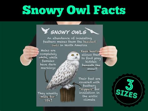 white snowy owls educational poster fun wildlife facts  etsy uk