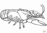 Lobster Coloring Pages American Printable Boat Color Crayfish Expert Template Getcolorings Lobsters Colorings Colo Print Getdrawings Sketches Categories sketch template