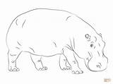 Hippo Hippopotamus Coloring Pages Printable Cute Drawing Color Getdrawings Baby Cartoon Animals Animal Outline Kids Hippos Step Supercoloring Choose Board sketch template