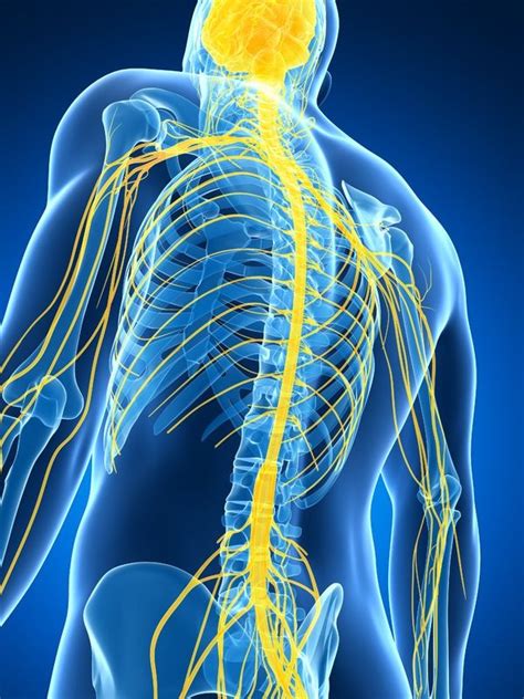 nerve pain institute  sports  spines tingalpa