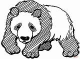 Panda Coloring Pages Bear Printable Cute Drawing Kids Print Color Giant Clipart Mammals Adults Realistic Bears Cliparts Chinese Categories Version sketch template