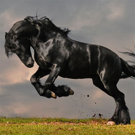 black stallion wallpaper  story tree jenni cargill strong