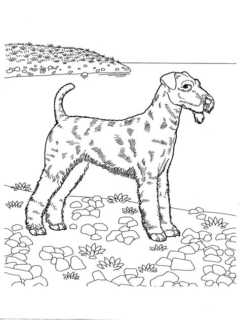coloring page airedale terrier