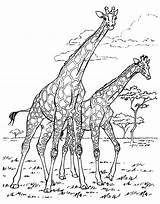 Coloring Adult Pages African Africa Giraffe Giraffes Adults Printable Da Color Disegni Colorare Print Book Colouring Tree Animal Wildebeest Adulti sketch template