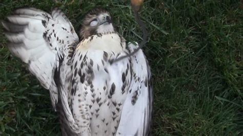 lost   dead pet peregrine falcon youtube