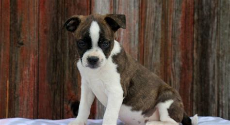 boston terrier mixmeet jody  puppy  adoption