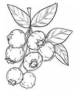 Blaubeere Blueberries Ausmalbild sketch template