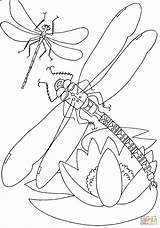Coloring Dragonfly Pages Above Flower Color sketch template