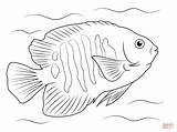 Coloring Flame Angelfish Pages Printable Fish Tropical Color Drawings Google Supercoloring Search Drawing Ocean Paintings Version Click Adult Sea Patterns sketch template