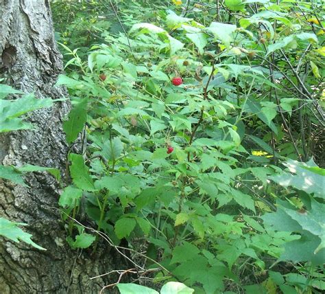 wild red raspberry rubus idaeus var strigosus berry sweet foraged