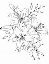 Flower Coloring Pages Drawing Flowers Printable Adult Drawings Tattoo Bouquet Book Lilies Lily Outline Line Pencil Beautiful Pdf Botanicum Rose sketch template