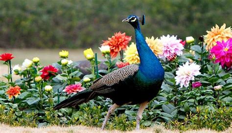 Rajasthan Judge’s ‘peacocks Don’t Have Sex’ Remark Has