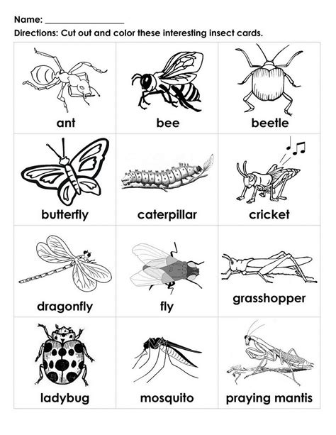 handouts  learning insects preschool insects  kids