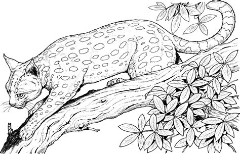 cute baby cheetah coloring pages coloring home