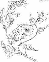 Morning Glory Coloring Pages Bindweed Drawing Flowers Para Flower Desenho Desenhos Colorir Embroidery Supercoloring Designs Printable Template Flores Folhas Floral sketch template