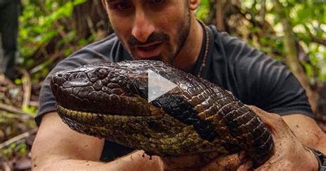 filmmaker eaten alive   giant anaconda trendspot