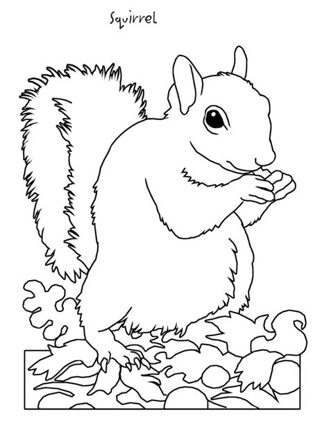 hibernation coloring pages  preschoolers coloring pages