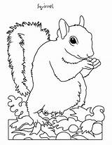 Coloring Pages Hibernation Squirrel Animals Preschool Animal Backyard Nature Clipart Flying Colouring Printable Kids Color Hibernate Sheets Print Books Wild sketch template
