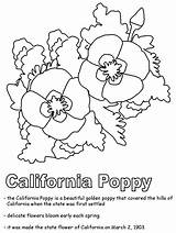 Coloring California Poppy Pages State Flowers Drawing Kids Flower States Ws Print Usa United Clipart Printables Geography Getdrawings Flag Popular sketch template