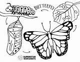 Butterfly Cycle Coloring Pages Template sketch template