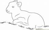 Coloring Lamb Sitting Grass Pages Coloringpages101 Lambs Online sketch template
