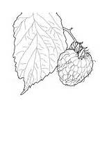 Raspberry Coloring Pages Printable Leaves Categories Supercoloring sketch template