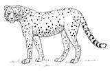 Cheetah Ghepardo Colorare Drawing Ausmalbilder Africano Gepard Supercoloring Categorie sketch template