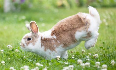 understanding  rabbits body language  common behaviors bechewy