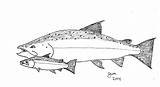 Chinook Salmon Drawing Paintingvalley sketch template