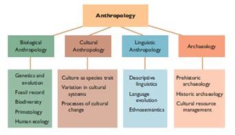 subfields  anthropology essay  essaysio