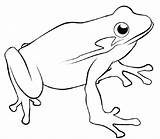 Frog Coloring Pages Frogs Outline Drawing sketch template