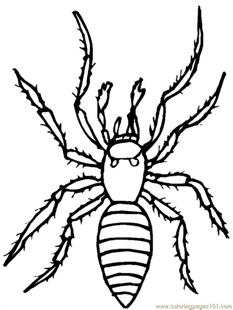spider coloring pages    print
