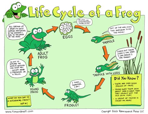 life cycle   frog tims printables