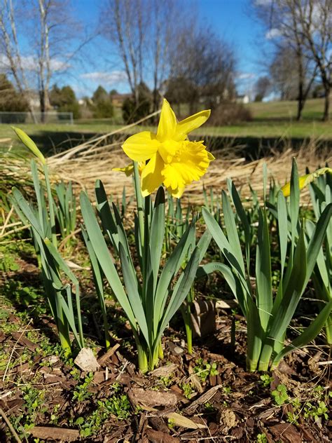 daffodils   growing  home garden