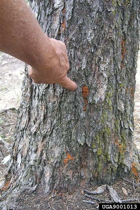 douglas fir beetle dendroctonus pseudotsugae