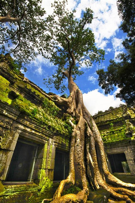 strangler fig tree   ruins  ta phrom temple  angkor wat