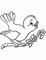 Uccelli Disegno Stampare Musim Usignolo Animali Bunga Mewarnai Infanzia Oppure sketch template