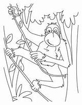 Coloring Pages Coloriage Chimpanzee Chimpanzees Ladder Bonobo Gratuit Imprimer Rope Ape Singe Chimpanzé Color Wald Library Ausmalbild Colorier Bois Coloriages sketch template