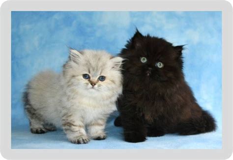 teacup persian kittens   adorable   love  white    blue eyes