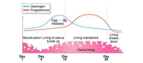 Bbc Gcse Bitesize Hormones In The Menstrual Cycle