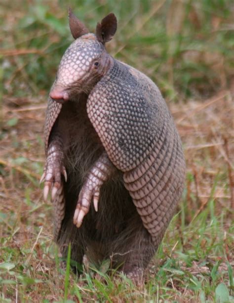 armadillo facts history  information  amazing pictures