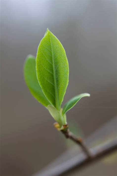 free picture leaves green tiny shrub bush