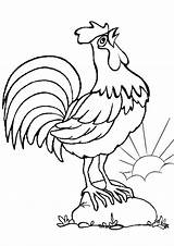 Rooster Crowing Roosters Coloringsky sketch template