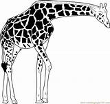 Giraffe Masai Coloring Coloringpages101 Pages sketch template