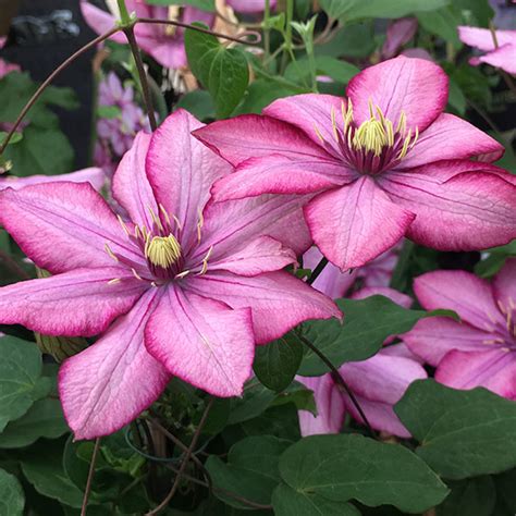 Buy Clematis Group 2 Clematis Paradiso Zo11154 Pbr Delivery