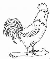 Coq Coloriage Animaux Ferme Kury Coloriages Rooster Kolorowanki Gallo Chickens Gallos Koguty Kurczaczki Colorier Populaire Pintar Albumdecoloriages sketch template